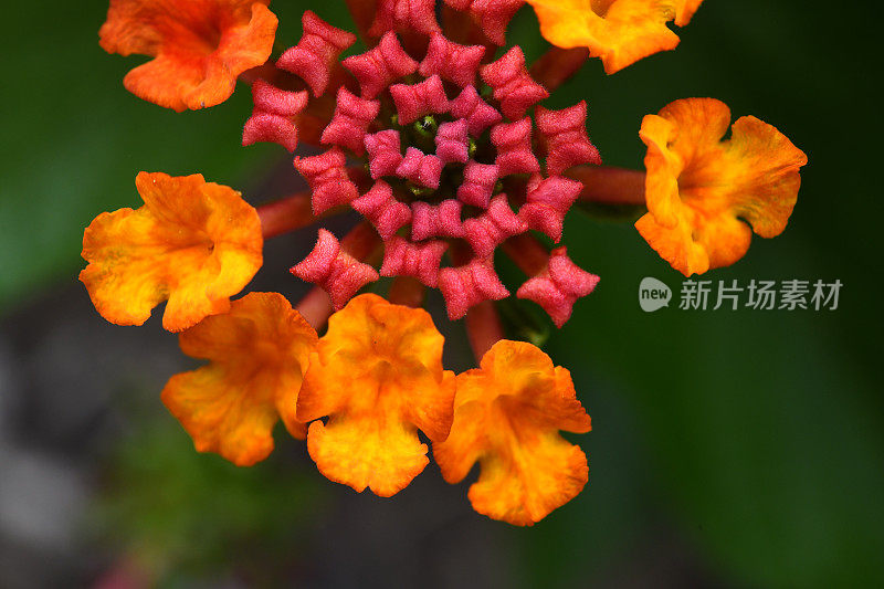 Lantana Camara Flowers的特写